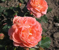 Роза Bonita Renaissance (Бонита Ренессанс) — фото 2