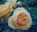 Роза Candlelight (Кэндллайт) — фото 2