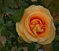 Роза Candlelight (Кэндллайт) — фото 3