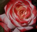 Роза Farfalla (Фарфалла) — фото 2