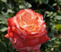 Роза Farfalla (Фарфалла) — фото 3