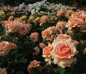 Роза Fragrant Apricot (Фрагрант Априкот) — фото 2