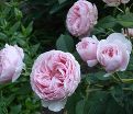 Роза Gartentraume (Гартентраум) — фото 3