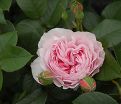 Роза Gartentraume (Гартентраум) — фото 5
