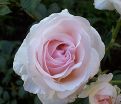 Роза Julia Renaissance (Джулия Ренесанс) — фото 2
