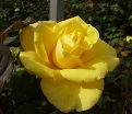Роза Limona (Лимона) — фото 4