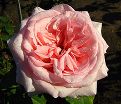 Роза Pink O'Hara (Пинк Охара) — фото 2