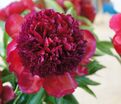 Пион травянистый Ред Чарм (Red Charm) — фото 8