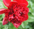 Пион травянистый Ред Чарм (Red Charm) — фото 11