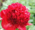 Пион травянистый Ред Чарм (Red Charm) — фото 13