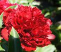 Пион травянистый Ред Чарм (Red Charm) — фото 15