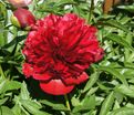 Пион травянистый Ред Чарм (Red Charm) — фото 16