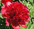 Пион травянистый Ред Чарм (Red Charm) — фото 18