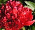 Пион травянистый Ред Чарм (Red Charm) — фото 26