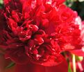 Пион травянистый Ред Чарм (Red Charm) — фото 27