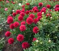 Пион травянистый Ред Грейс (Red Graice) — фото 16