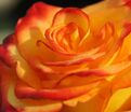 Роза Red Gold (Рэд Голд) — фото 5