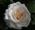 Роза Lions-Rose (Леонс Роуз) — фото 11