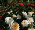 Роза Lions-Rose (Леонс Роуз) — фото 15