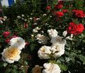 Роза Lions-Rose (Леонс Роуз) — фото 16