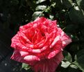 Роза Pink Intuition (Пинк Интуишн) — фото 4