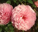 Роза The Alnwick Rose (Алнвик Роуз) — фото 8