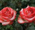 Роза Blush (Блаш) — фото 14