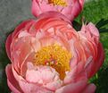 Пион травянистый Корал чарм (Coral Charme) — фото 6