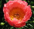 Пион травянистый Корал сансет (Coral sunset) — фото 8