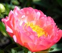 Пион травянистый Корал сансет (Coral sunset) — фото 10