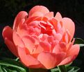 Пион травянистый Корал сансет (Coral sunset) — фото 12