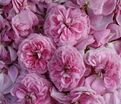 Роза Gertrude Jekyll (Гертруда Джекил) — фото 7