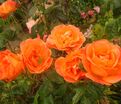 Роза Orange Sensation (Оранж Сенсейшн) — фото 4