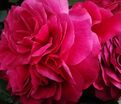 Роза Red Leonardo Da Vinci (Рэд Леонардо да Винчи) — фото 2