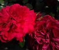 Роза Red Leonardo Da Vinci (Рэд Леонардо да Винчи) — фото 3