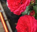Роза Red Leonardo Da Vinci (Рэд Леонардо да Винчи) — фото 7