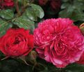 Роза Red Leonardo Da Vinci (Рэд Леонардо да Винчи) — фото 9