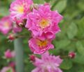 Роза Super Excelsa (Супер Эксельза) — фото 3