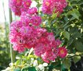 Роза Super Excelsa (Супер Эксельза) — фото 6