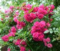 Роза Super Excelsa (Супер Эксельза) — фото 13