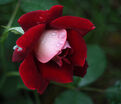 Роза Mystique Ruffles (Мистик Рафлз) — фото 3