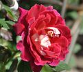 Роза Mystique Ruffles (Мистик Рафлз) — фото 4