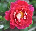 Роза Mystique Ruffles (Мистик Рафлз) — фото 6