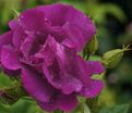 Роза Rhapsody in Blue (Рапсоди ин Блю) — фото 8