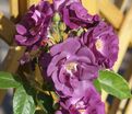 Роза Rhapsody in Blue (Рапсоди ин Блю) — фото 15