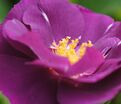 Роза Rhapsody in Blue (Рапсоди ин Блю) — фото 20