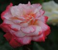 Роза Tango (Танго) — фото 5