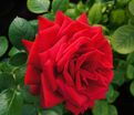 Роза Red Parfum (Рэд Парфюм) — фото 4