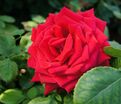 Роза Red Parfum (Рэд Парфюм) — фото 5
