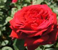 Роза Red Parfum (Рэд Парфюм) — фото 6